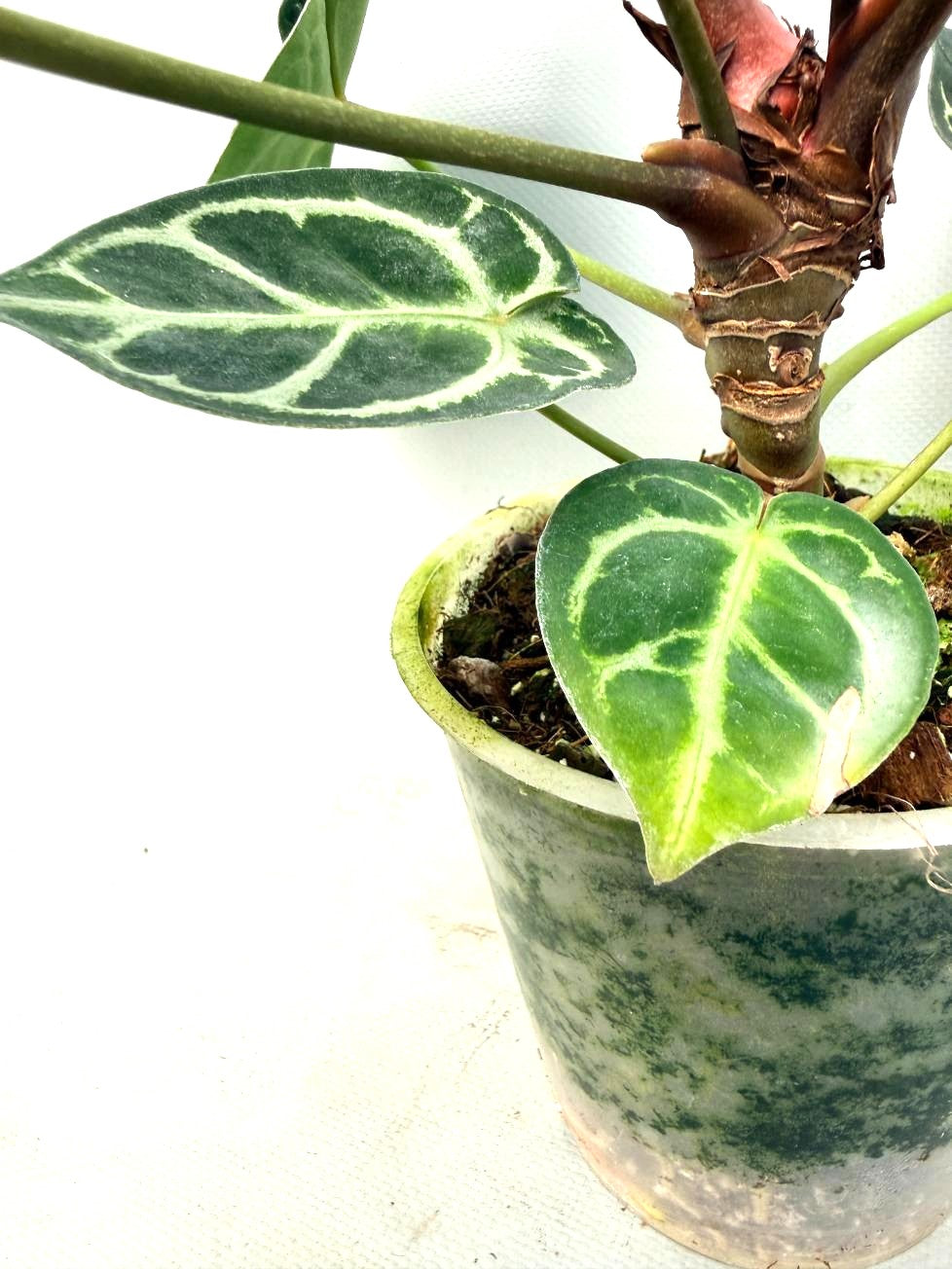 Anthurium Red Crystallinum x Silver Blush 5