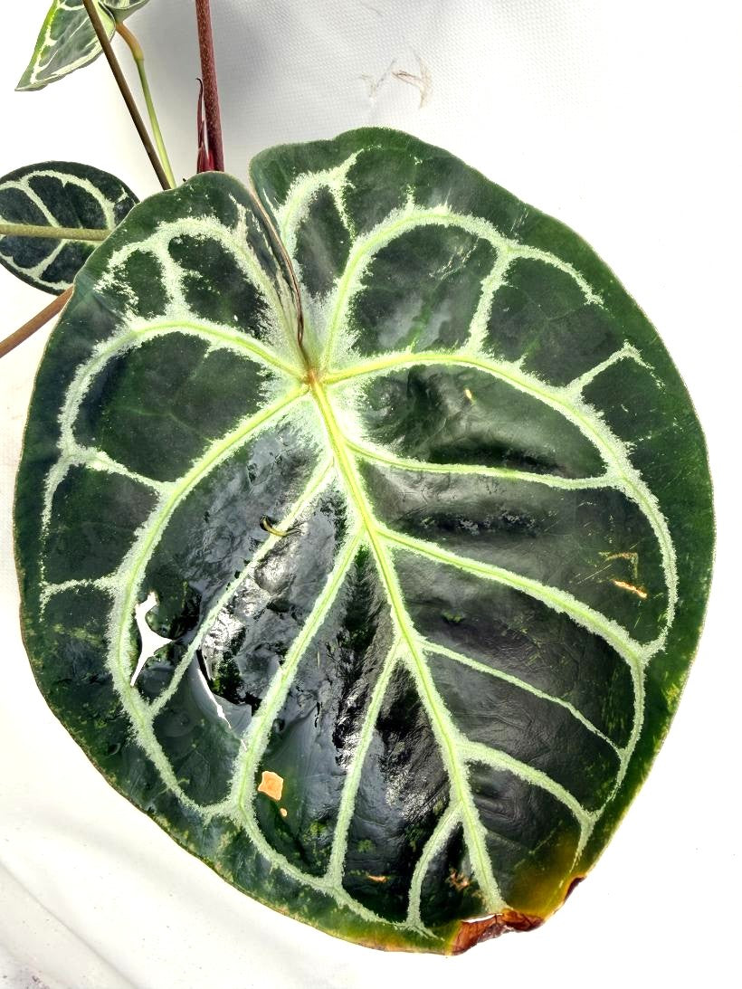 Anthurium Red Crystallinum x Silver Blush 11