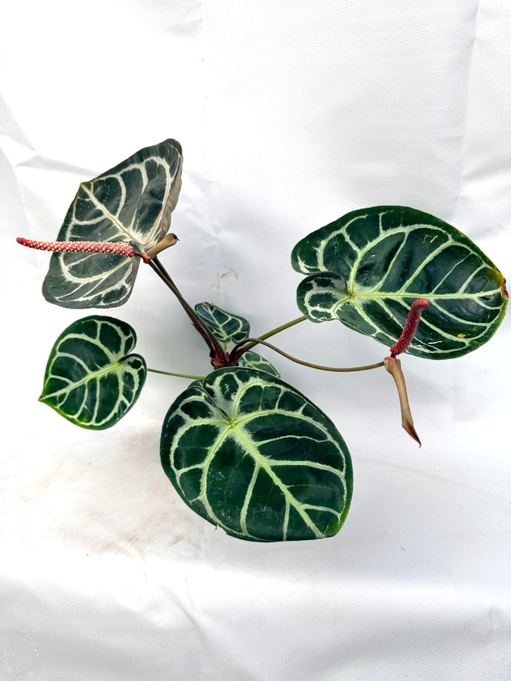 Anthurium Red Crystallinum x Silver Blush 9