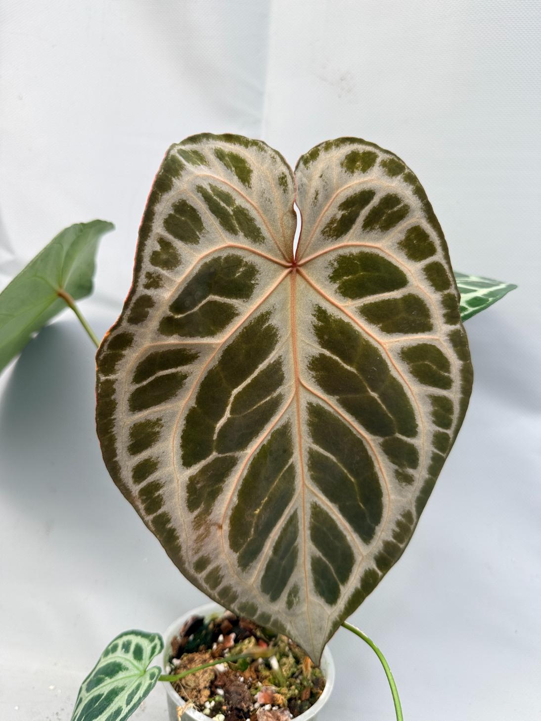 anthurium fairchild x red crystallinum Anthurium Red Crystallinum x Silver Blush