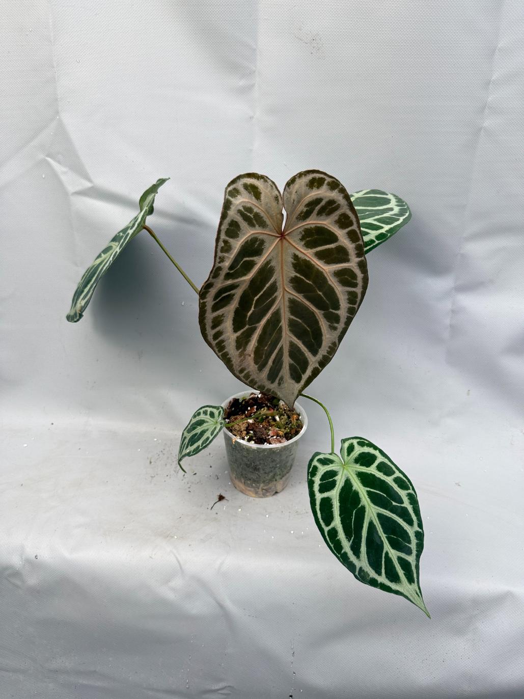 Anthurium Red Crystallinum x Silver Blush | Welovetropicalplants