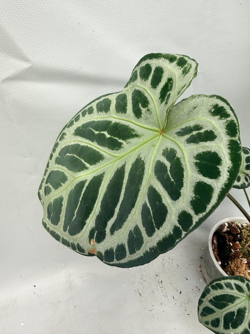 Anthurium Red Crystallinum x Silver Blush | Welovetropicalplants