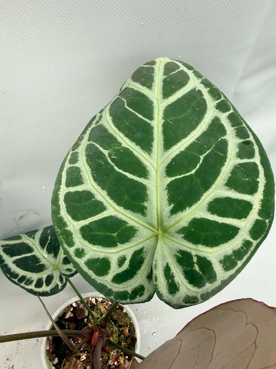 anthurium crystal blush Anthurium Red Crystallinum x Silver Blush