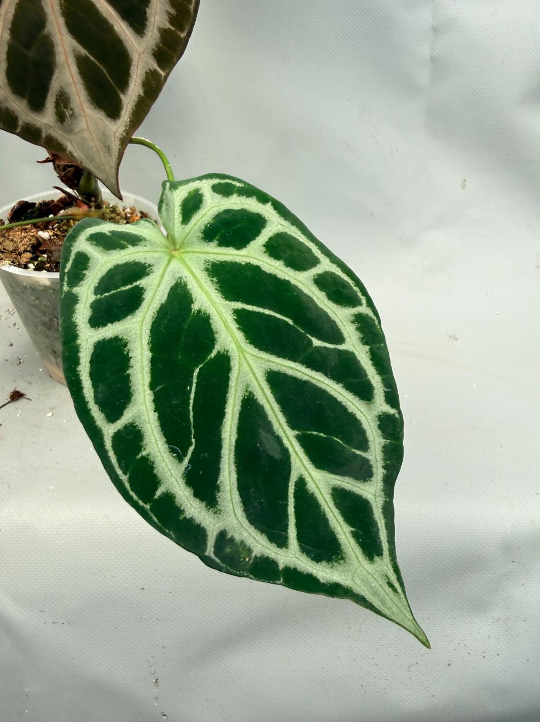Anthurium Red Crystallinum x Silver Blush | Welovetropicalplants