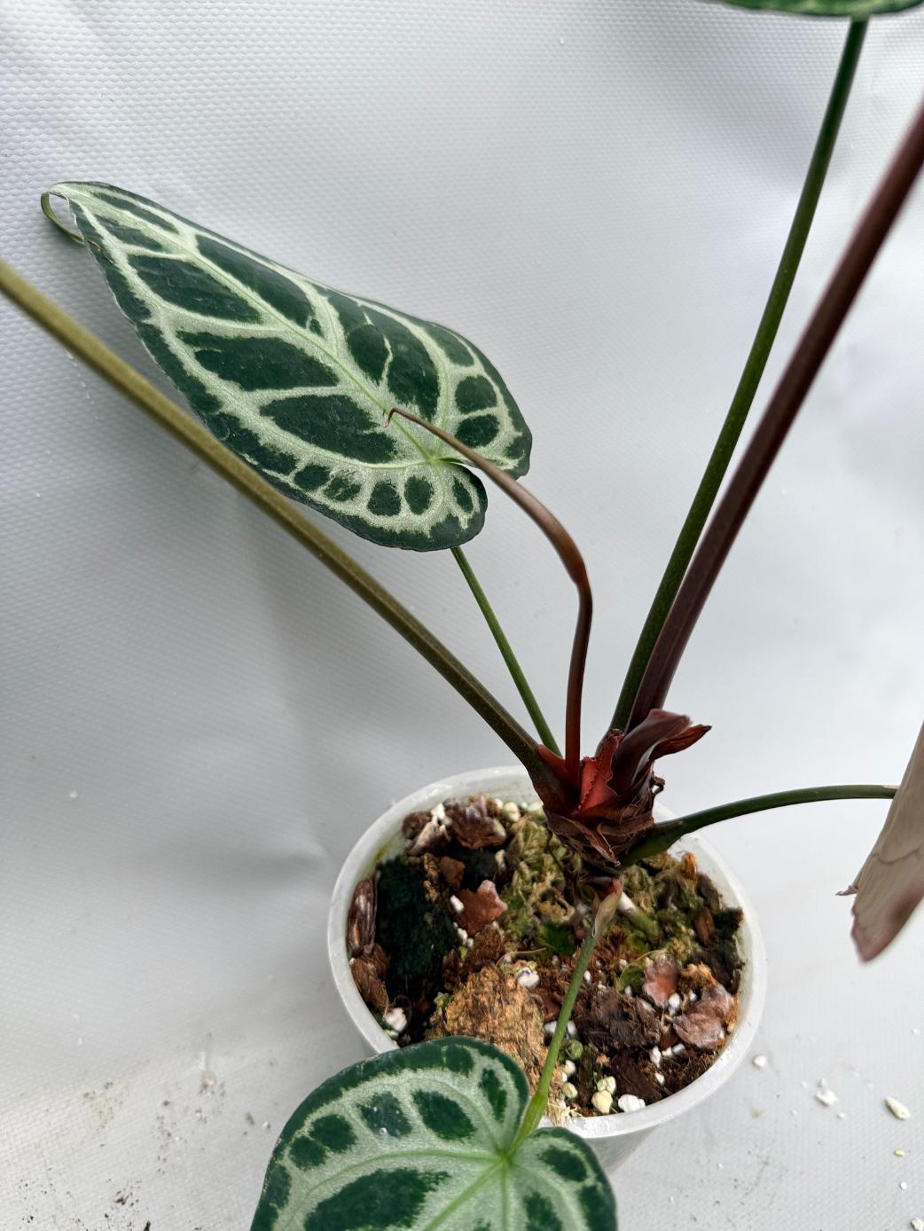 anthurium silver blush vs crystallinum Anthurium Red Crystallinum x Silver Blush