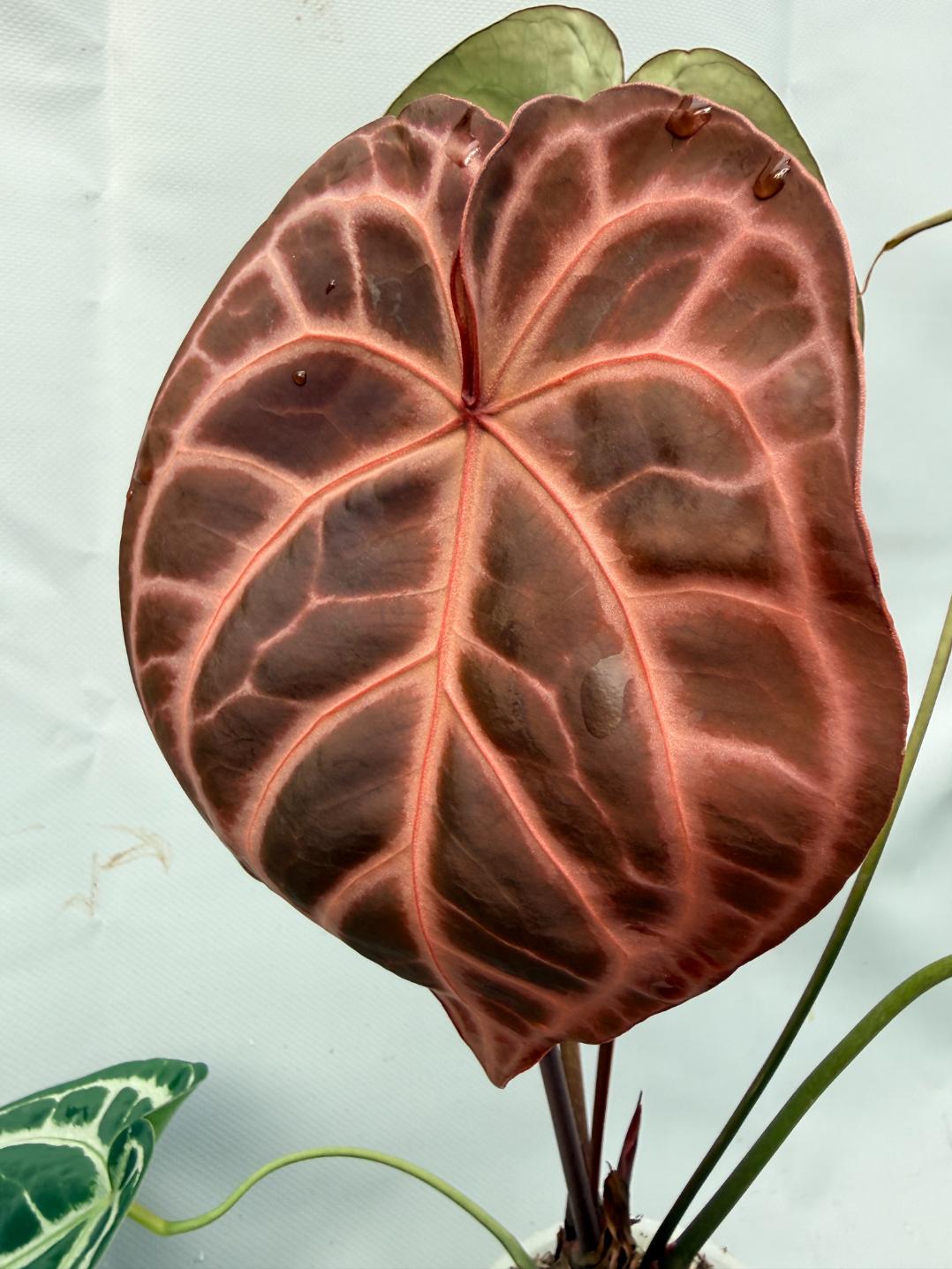 Anthurium Red Crystallinum x Silver Blush 1