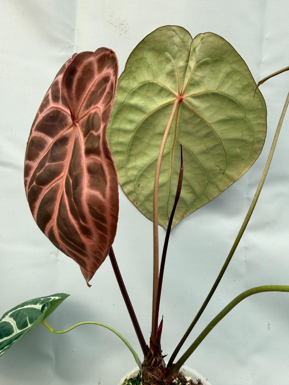 Anthurium Red Crystallinum x Silver Blush 2