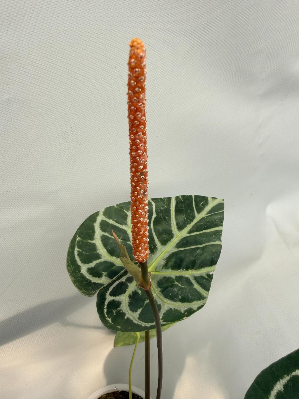 Anthurium Red Crystallinum x Silver Blush