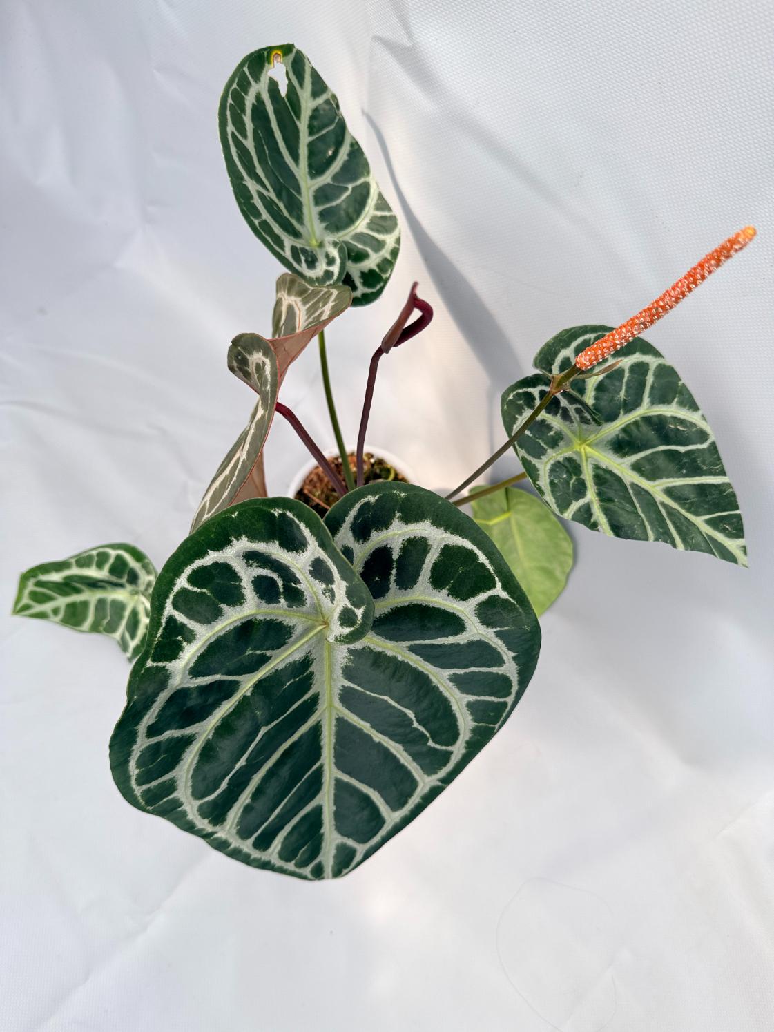 Anthurium Red Crystallinum x Silver Blush