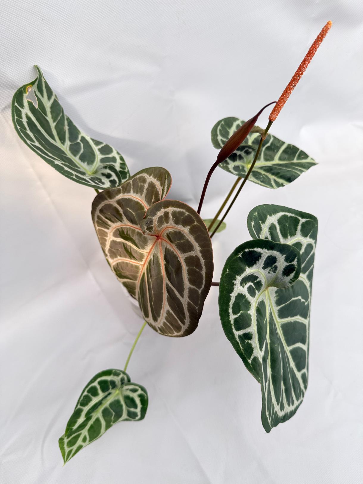 Anthurium Red Crystallinum x Silver Blush