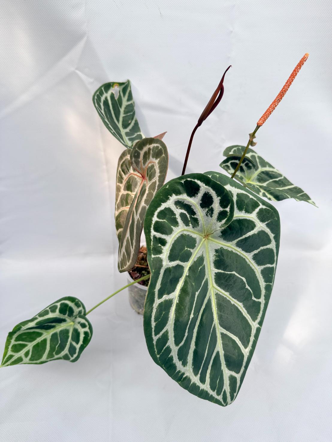 Anthurium Red Crystallinum x Silver Blush