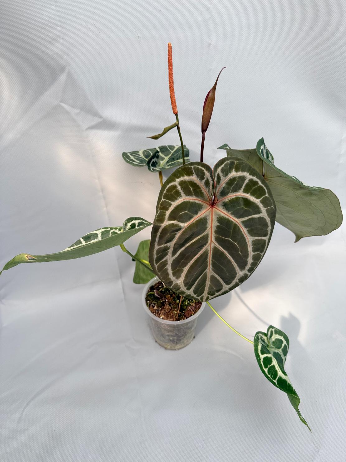 Anthurium Red Crystallinum x Silver Blush