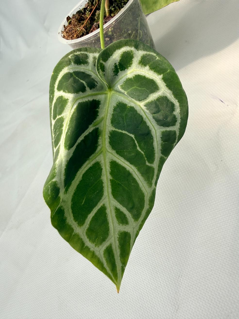 Anthurium Red Crystallinum x Silver Blush | Welovetropicalplants