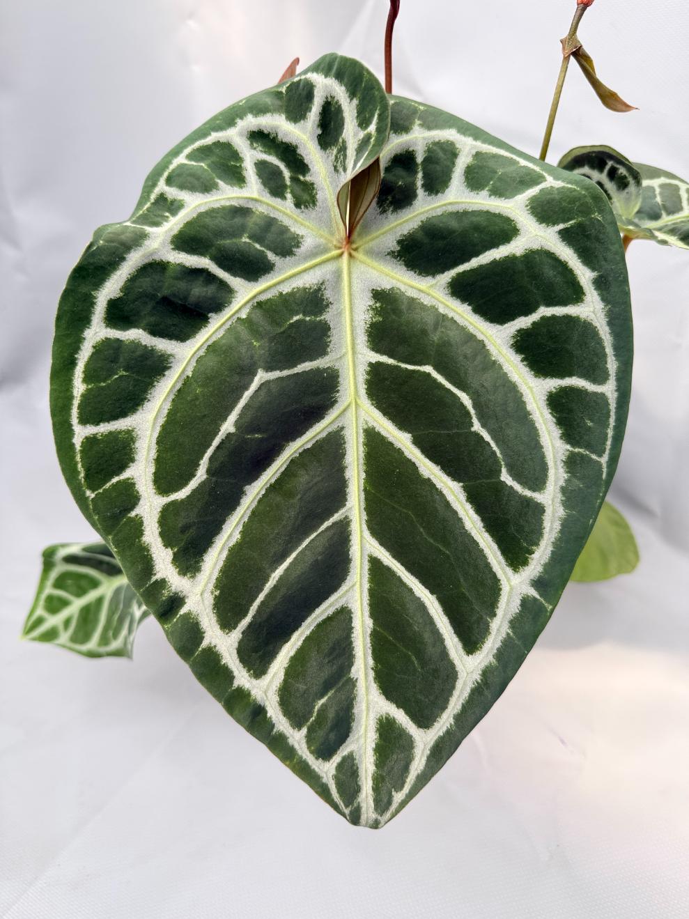 Anthurium Red Crystallinum x Silver Blush