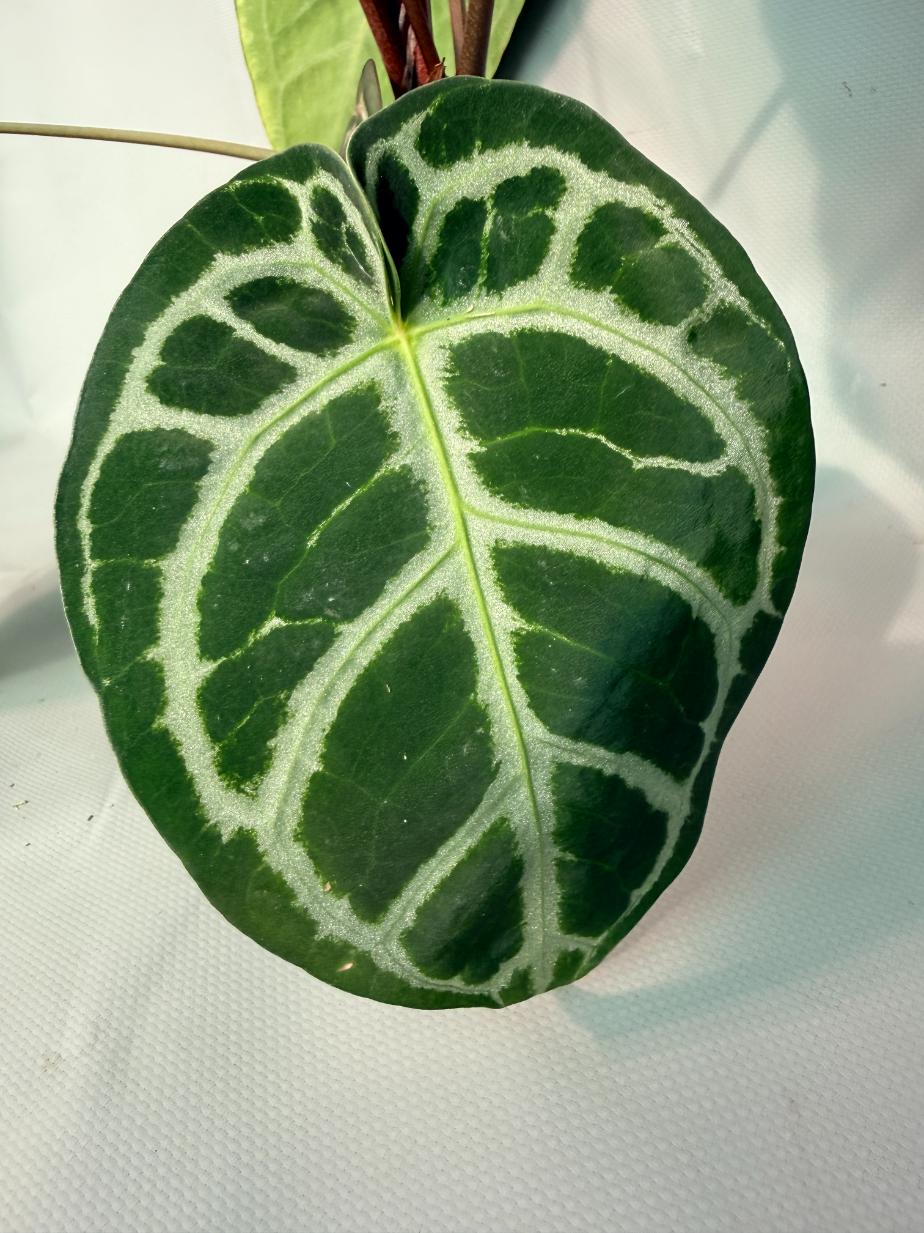 Anthurium Red Crystallinum x Silver Blush 07