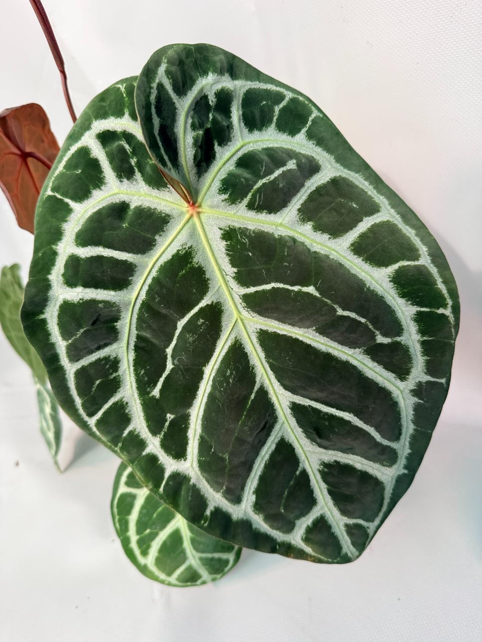 Anthurium Red Crystallinum x Silver Blush 08