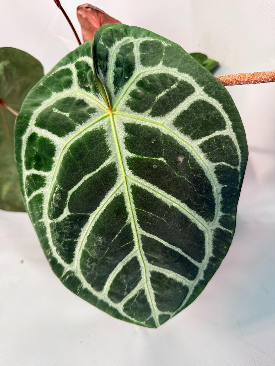 Anthurium Red Crystallinum x Silver Blush 09