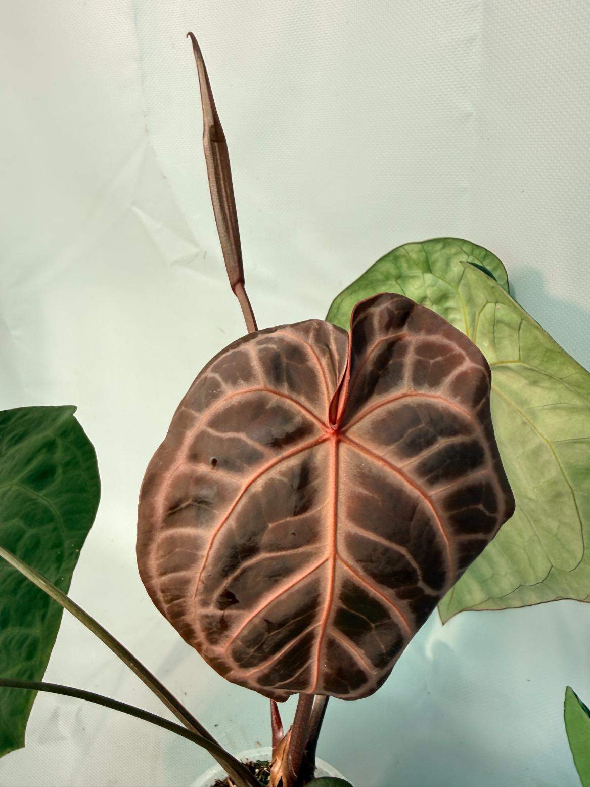Anthurium Red Crystallinum x Silver Blush 10