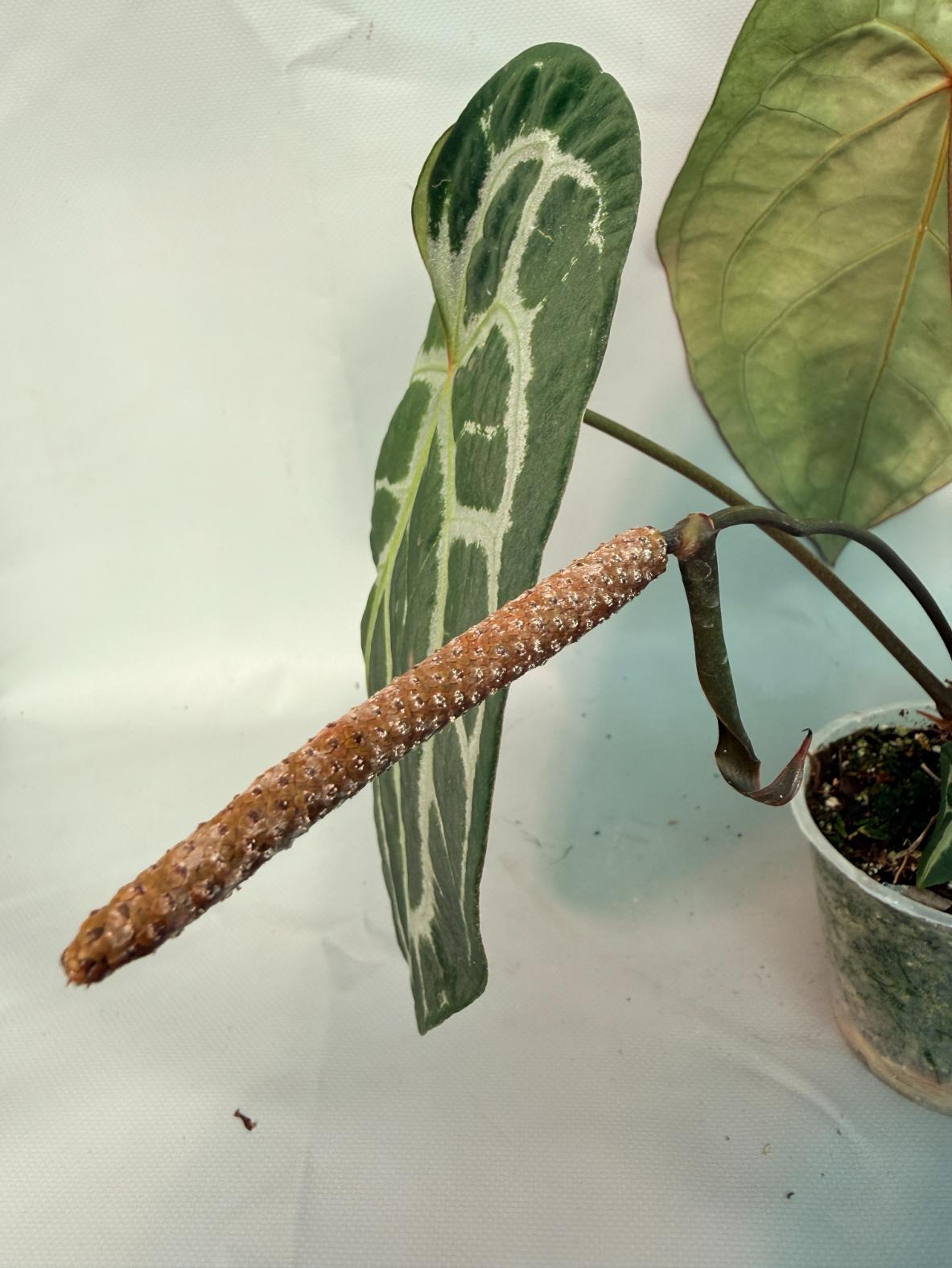 Anthurium Red Crystallinum x Silver Blush 11