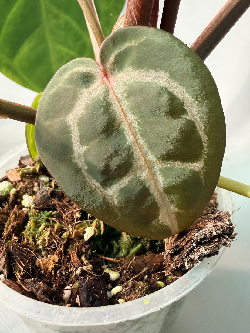 Anthurium Red Crystallinum x Silver Blush 12