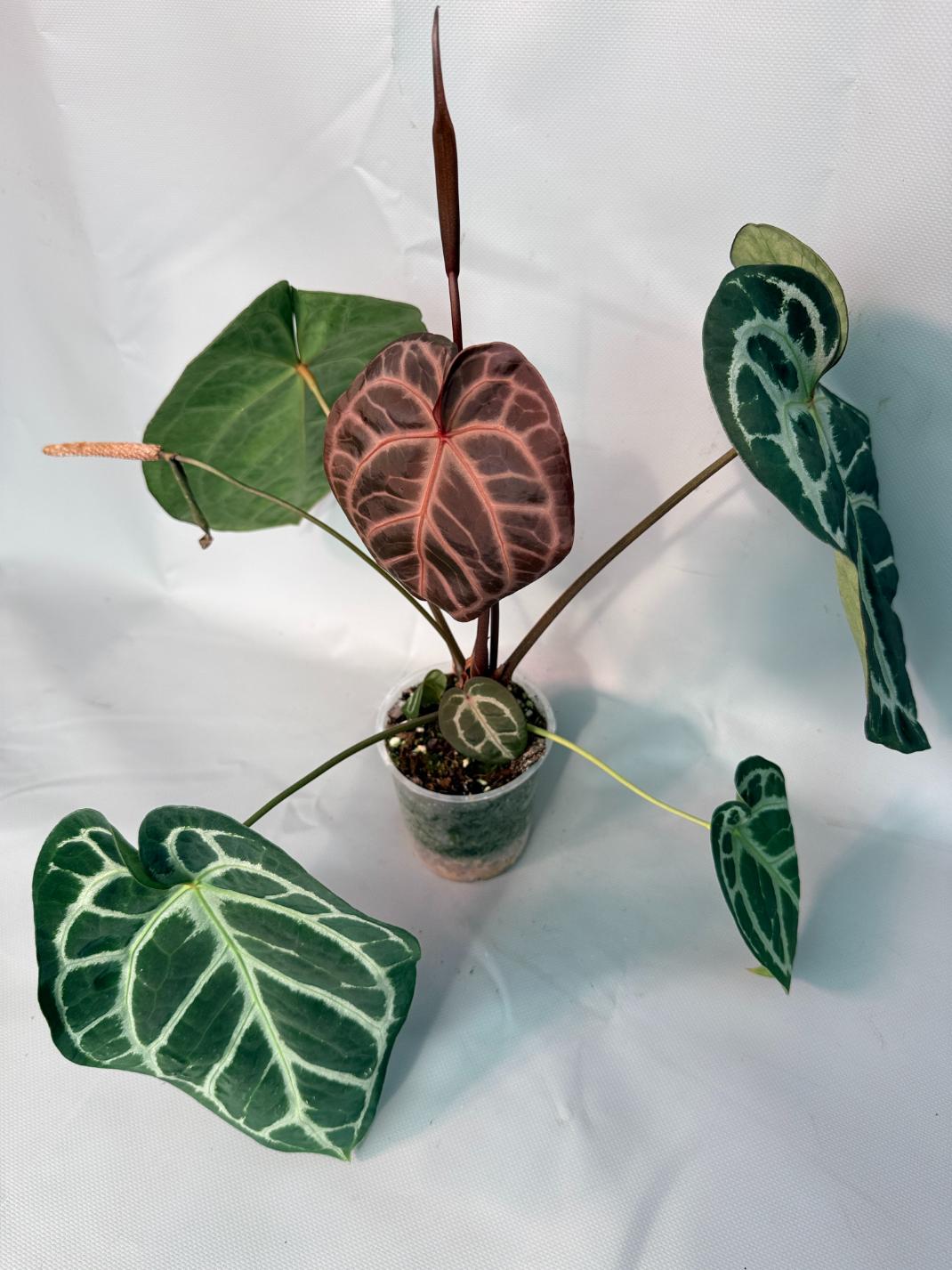 Anthurium Red Crystallinum x Silver Blush 01