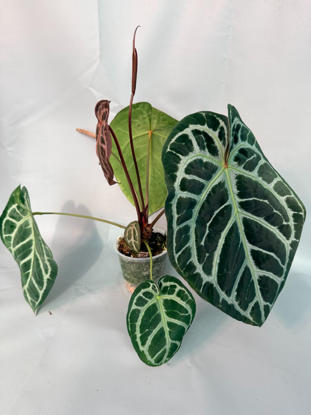 Anthurium Red Crystallinum x Silver Blush 02