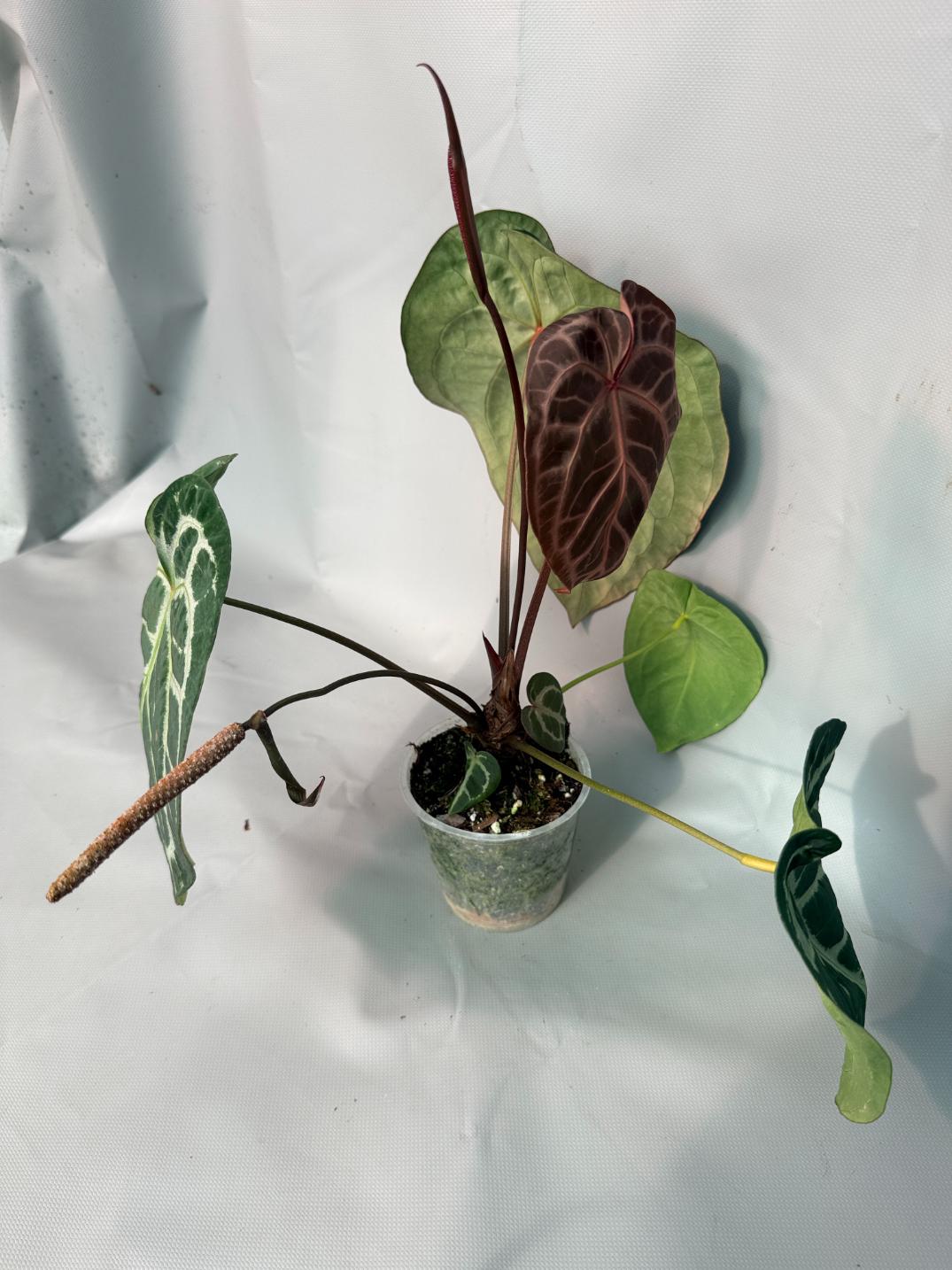 Anthurium Red Crystallinum x Silver Blush 03