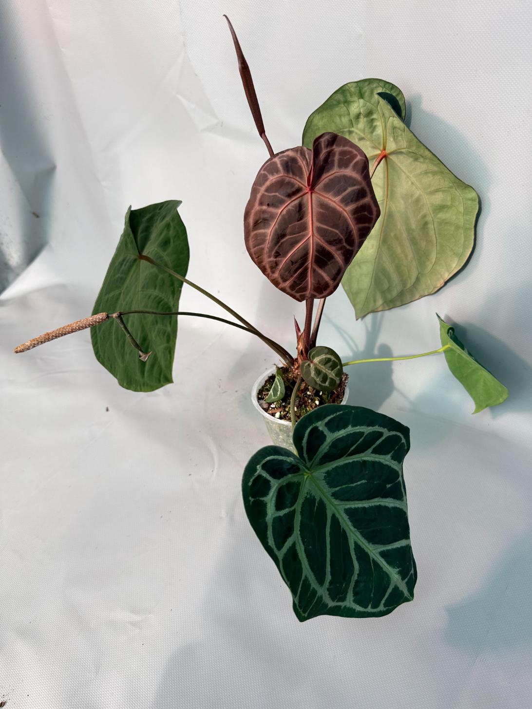 Anthurium Red Crystallinum x Silver Blush 04