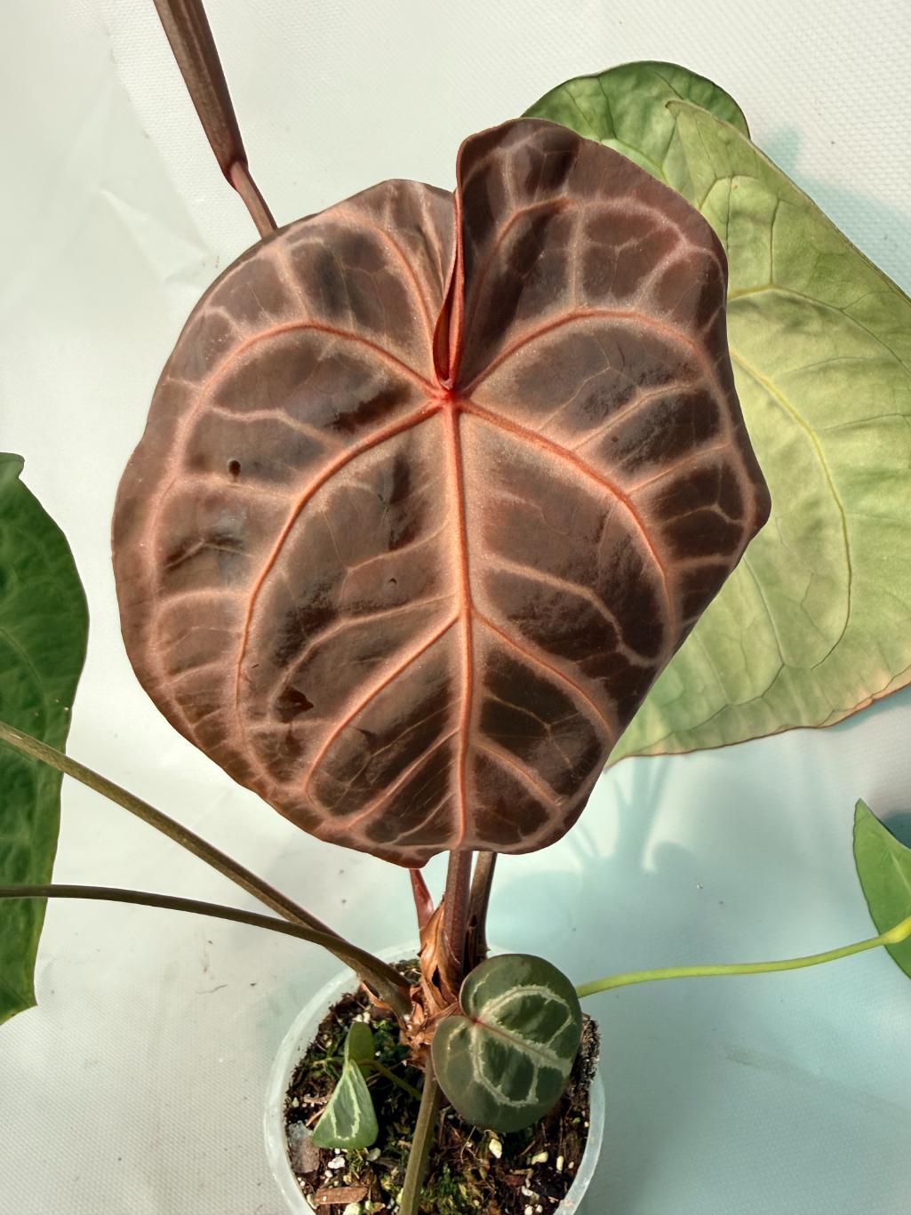 Anthurium Red Crystallinum x Silver Blush 05
