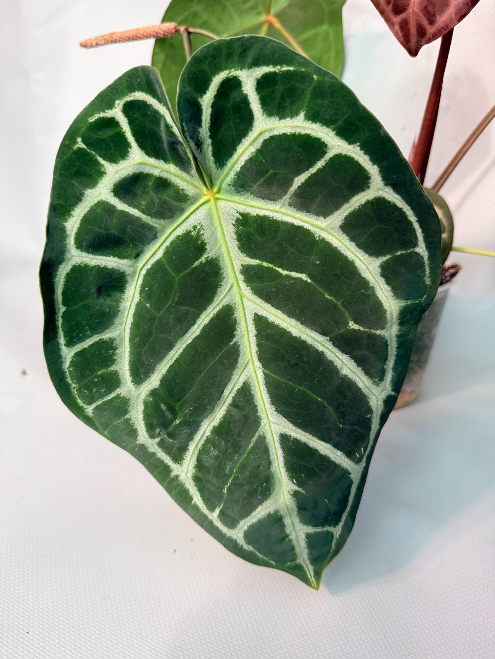 Anthurium Red Crystallinum x Silver Blush 06