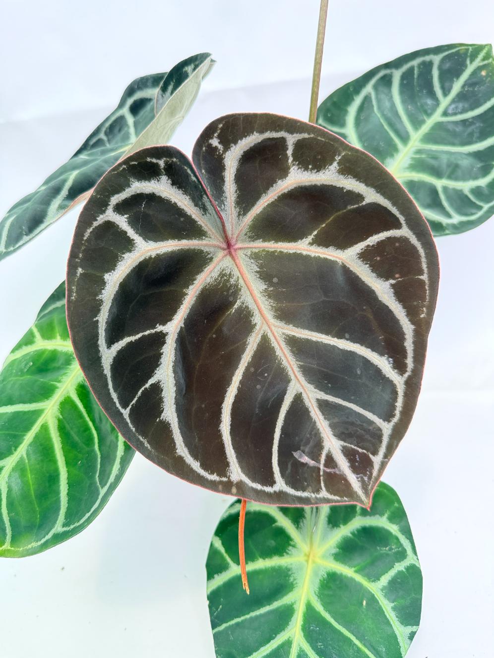 Anthurium Red Crystallinum x Silver Blush 02