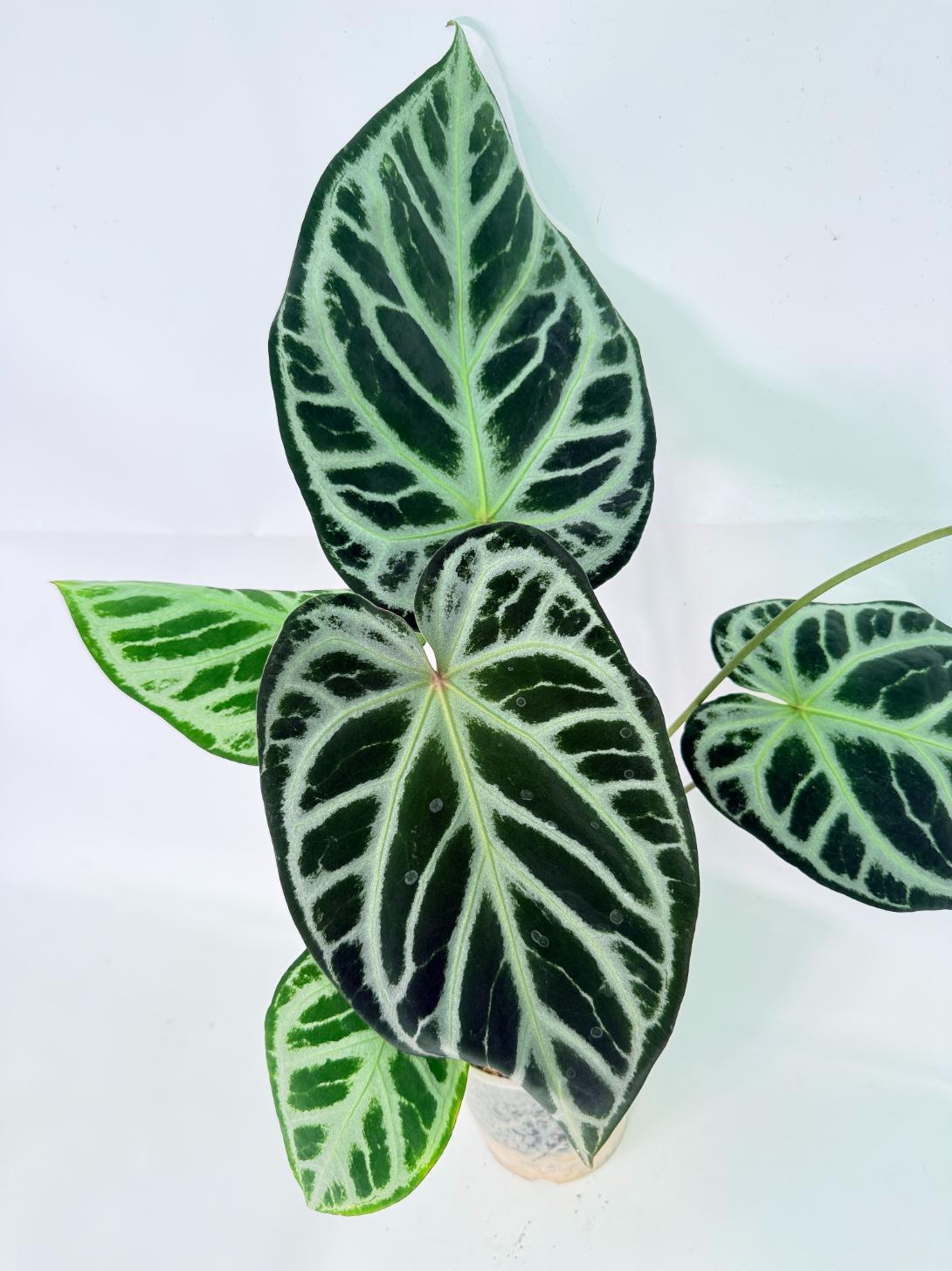 Anthurium Red Crystallinum x Silver Blush 09