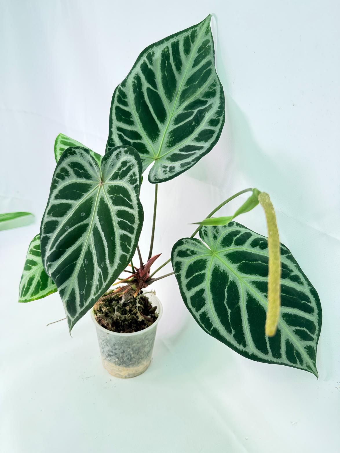 Anthurium Red Crystallinum x Silver Blush 10