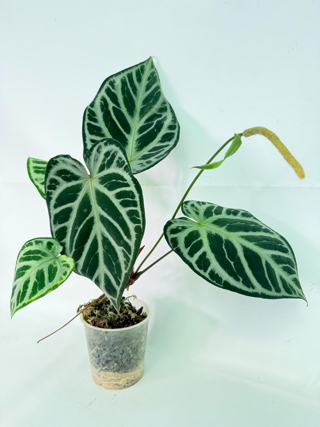 Anthurium Red Crystallinum x Silver Blush 02