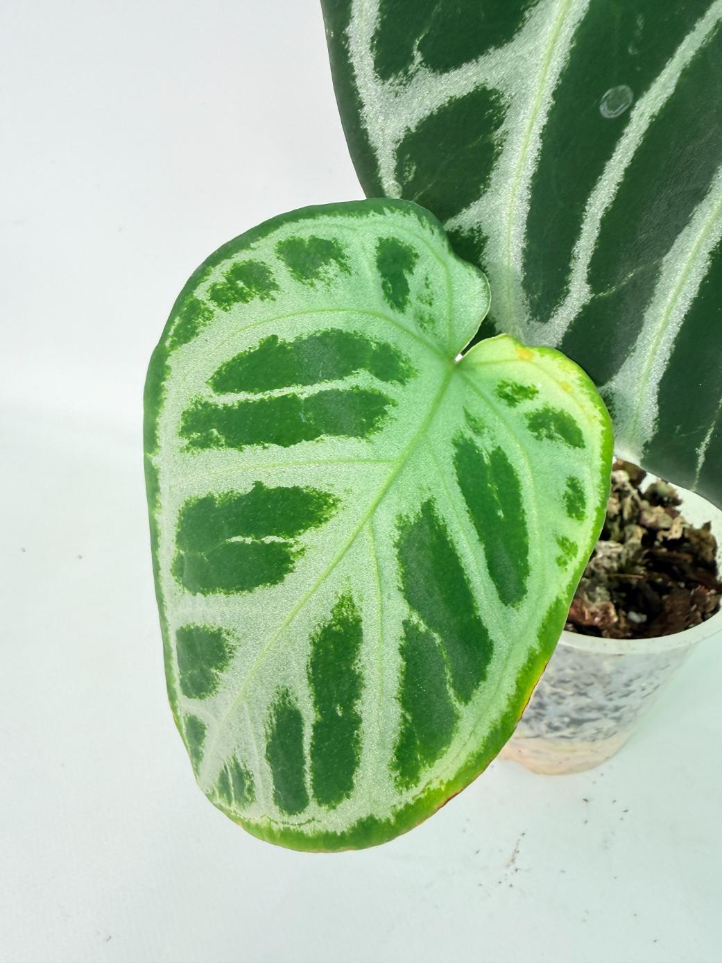 Anthurium Red Crystallinum x Silver Blush 03