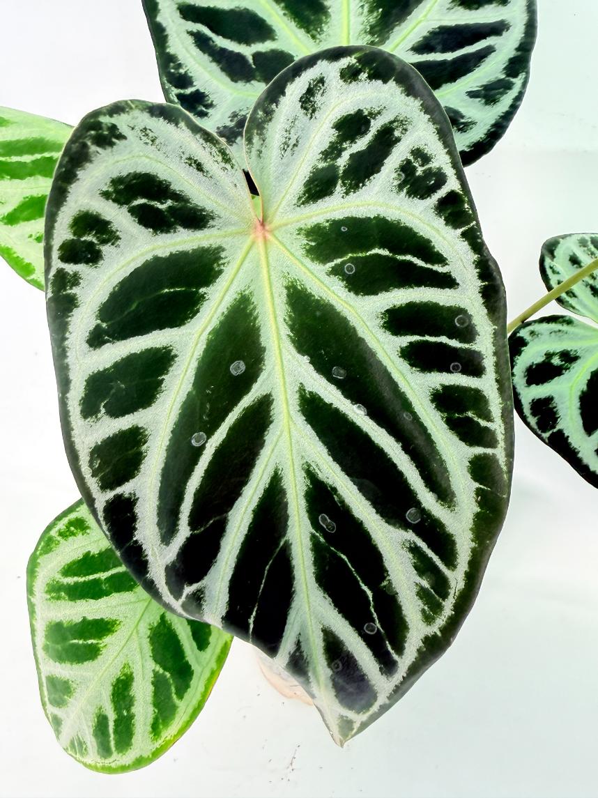 Anthurium Red Crystallinum x Silver Blush 04