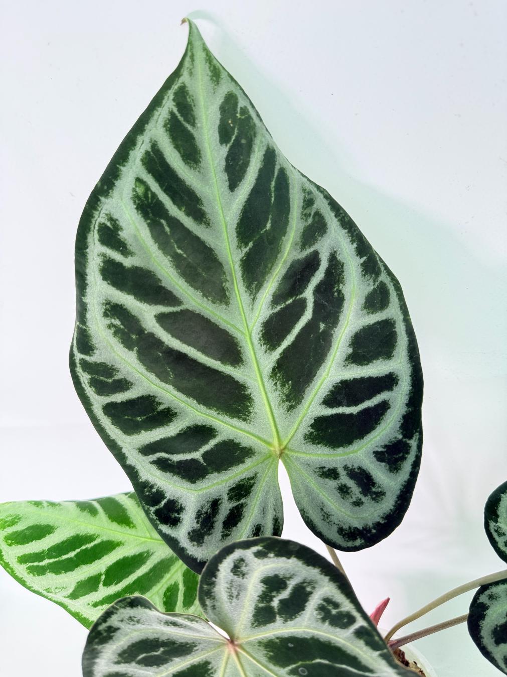 Anthurium Red Crystallinum x Silver Blush 05