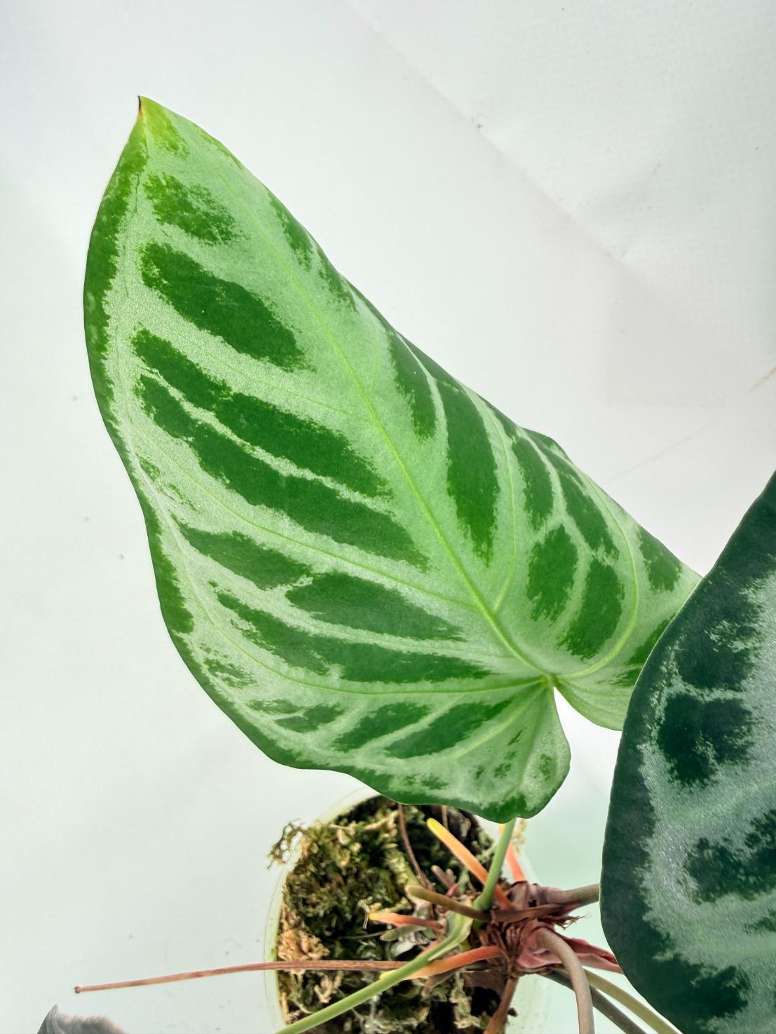 Anthurium Red Crystallinum x Silver Blush 06