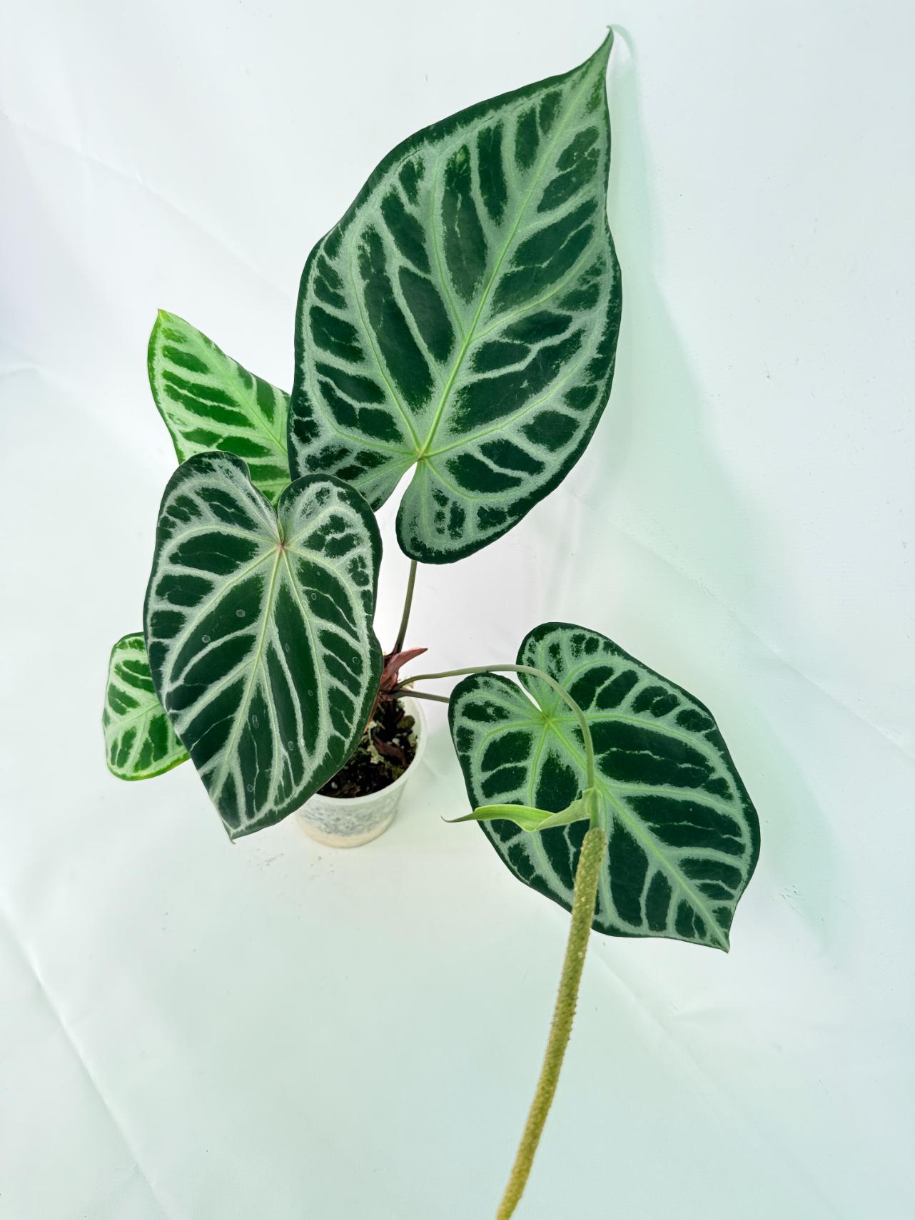 Anthurium Red Crystallinum x Silver Blush 07
