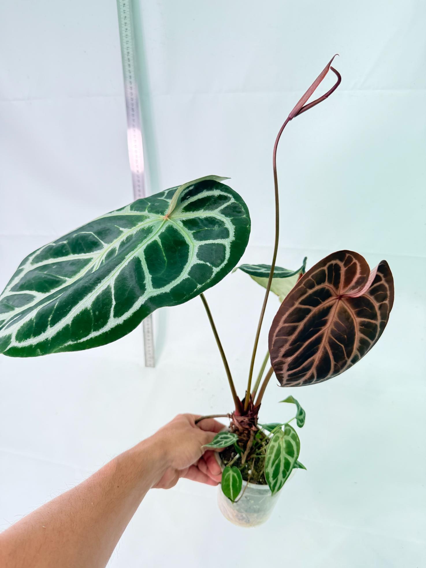 Anthurium Red Crystallinum x Silver Blush 8