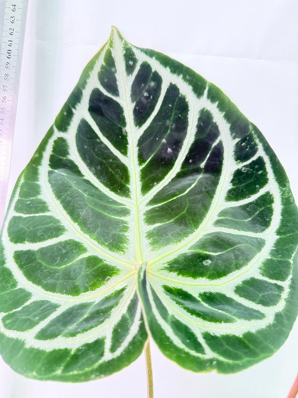 Anthurium Red Crystallinum x Silver Blush 9