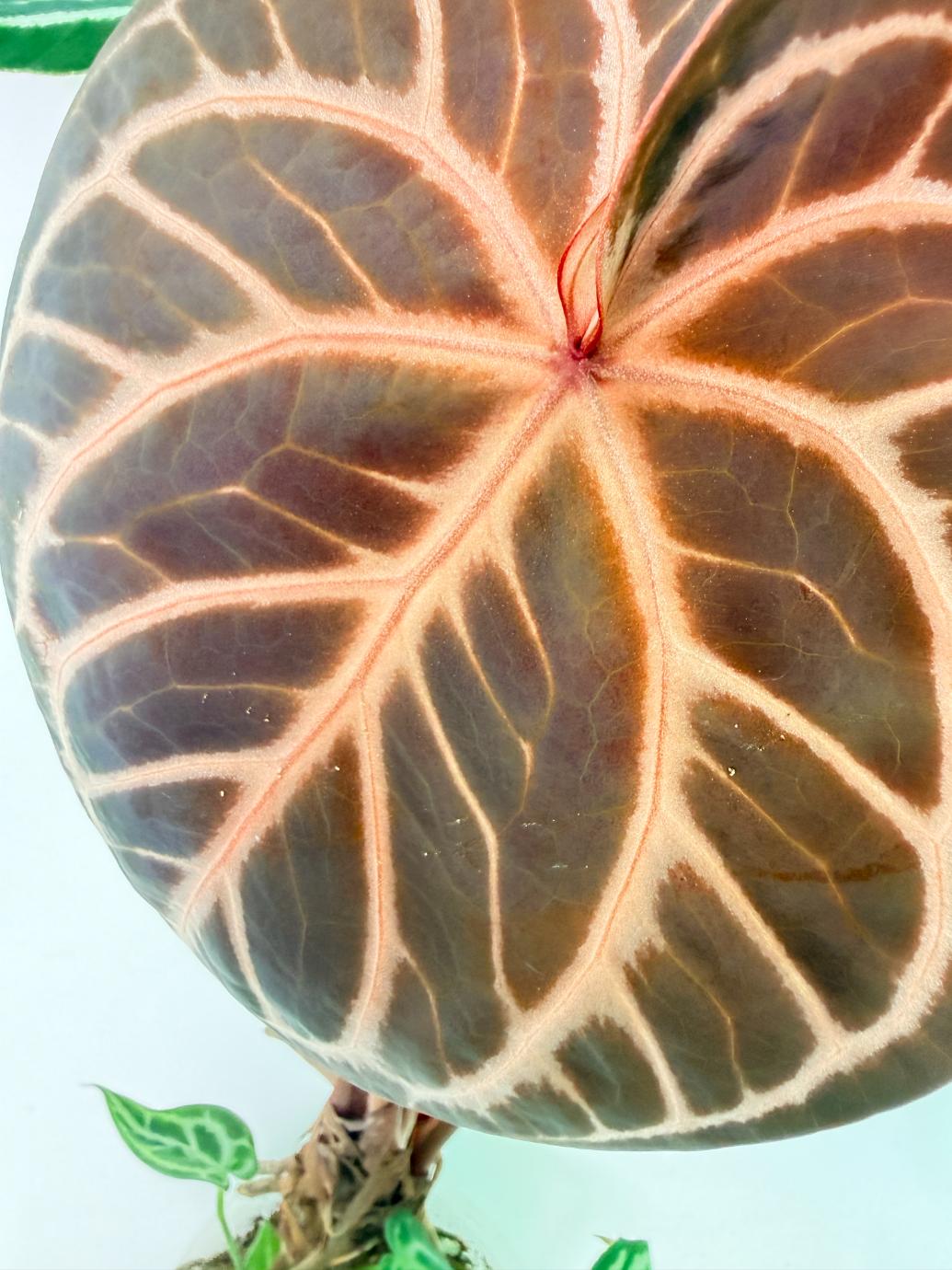 Anthurium Red Crystallinum x Silver Blush 5