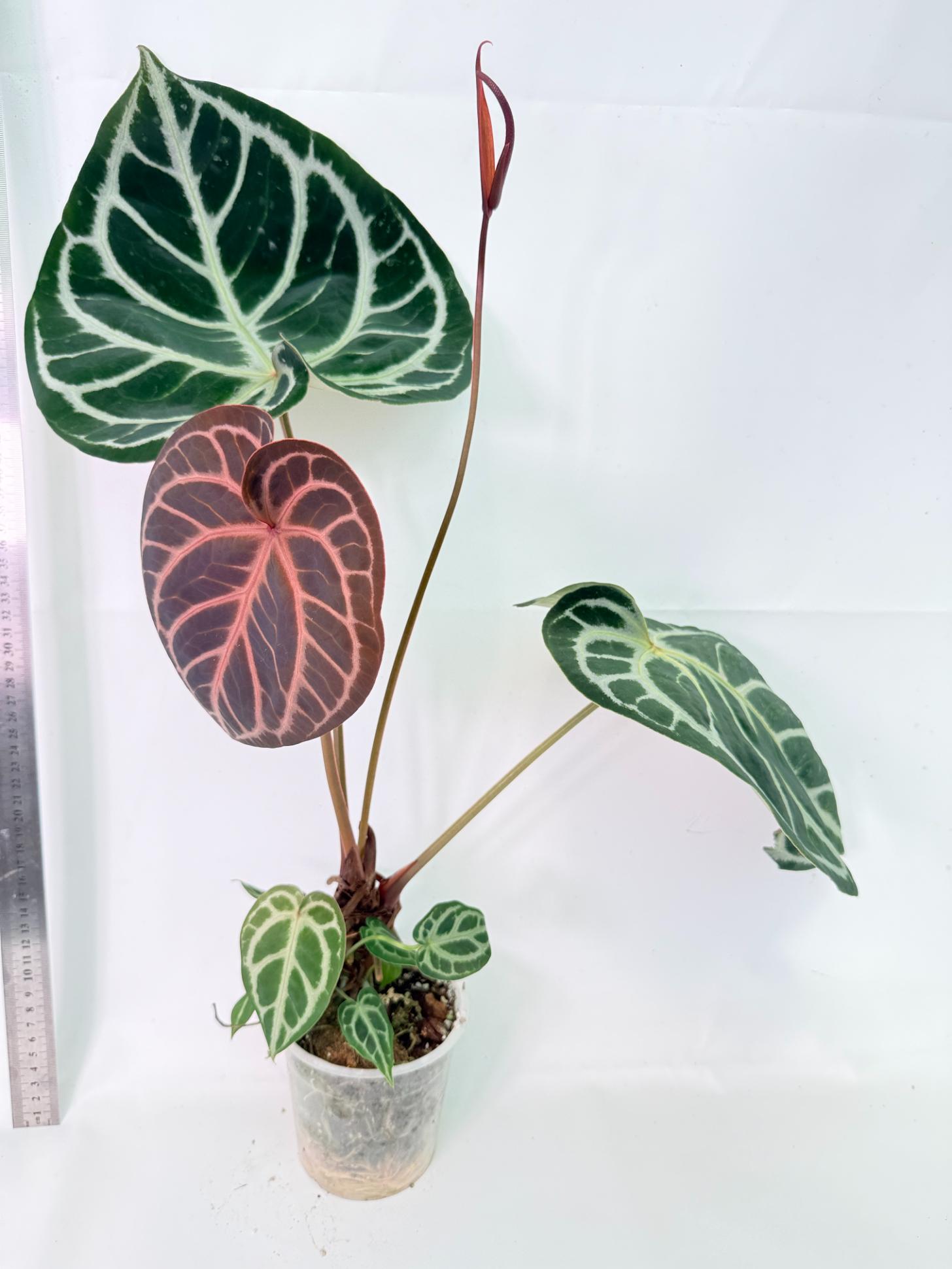 Anthurium Red Crystallinum x Silver Blush 1