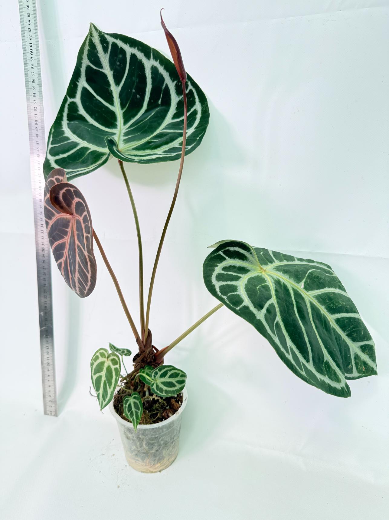 Anthurium Red Crystallinum x Silver Blush 6