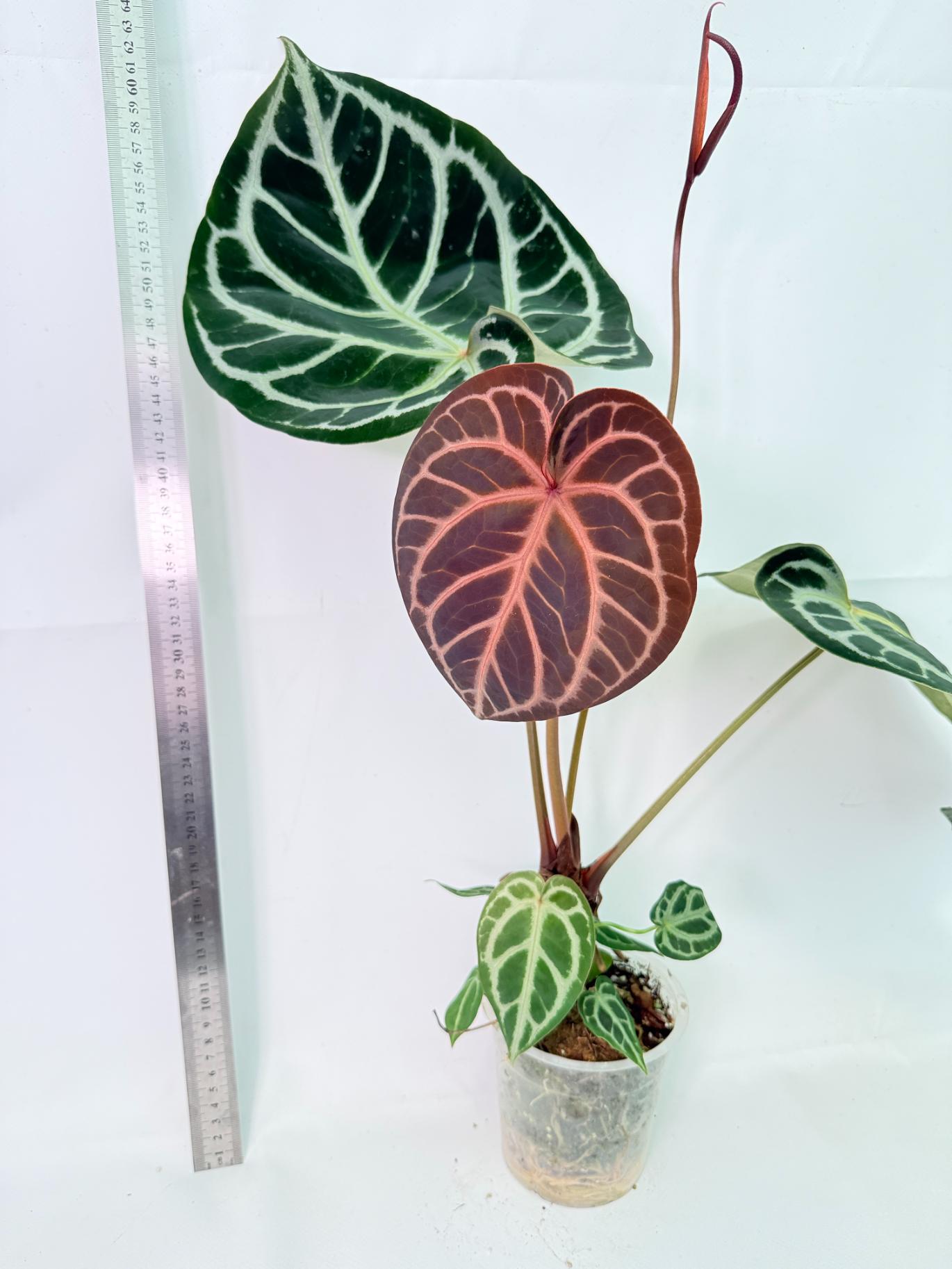 Anthurium Red Crystallinum x Silver Blush 3