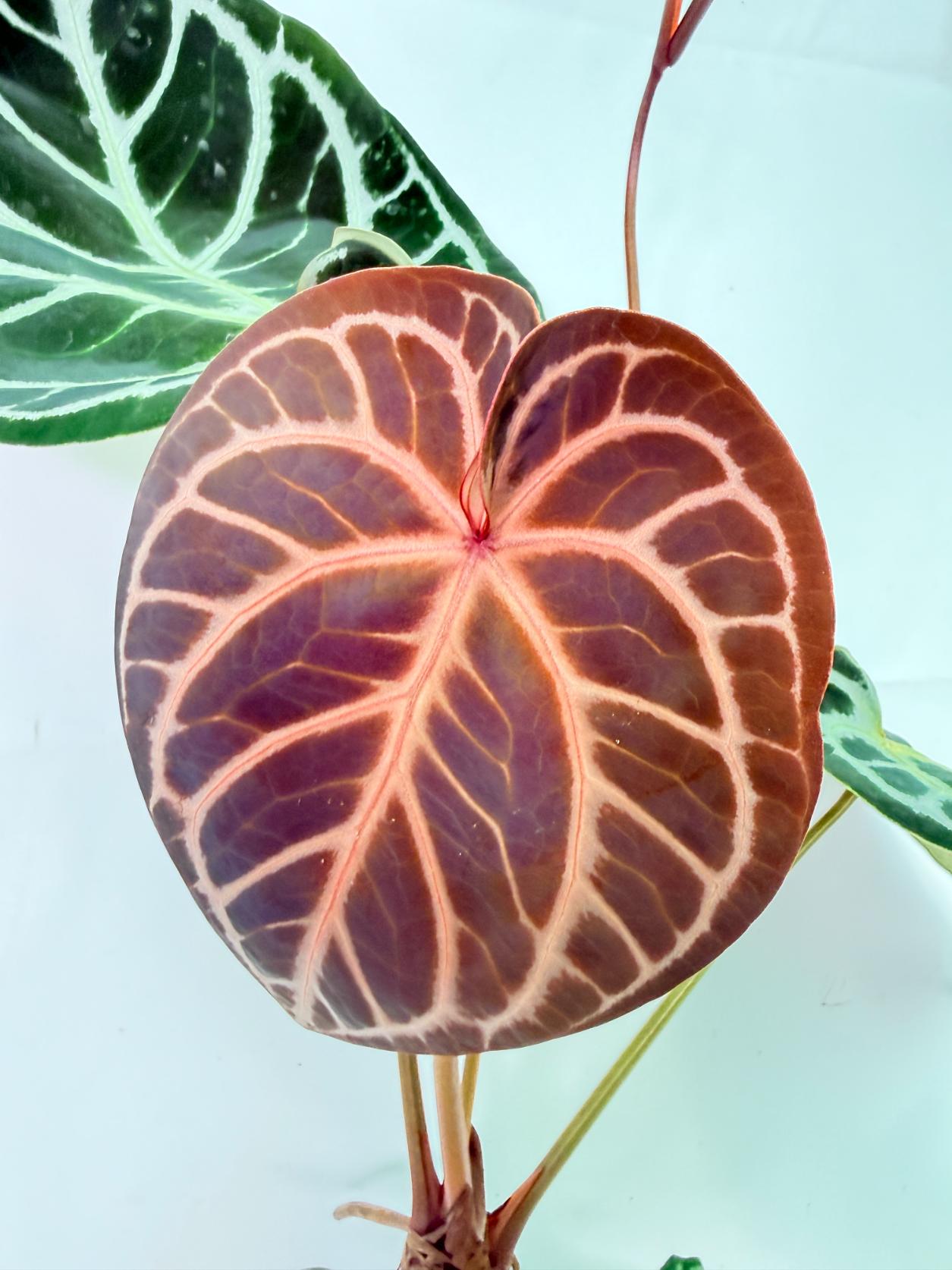 Anthurium Red Crystallinum x Silver Blush 2