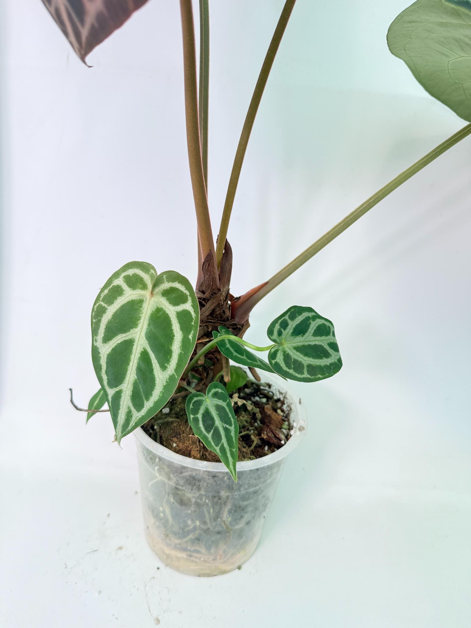 Anthurium Red Crystallinum x Silver Blush 10