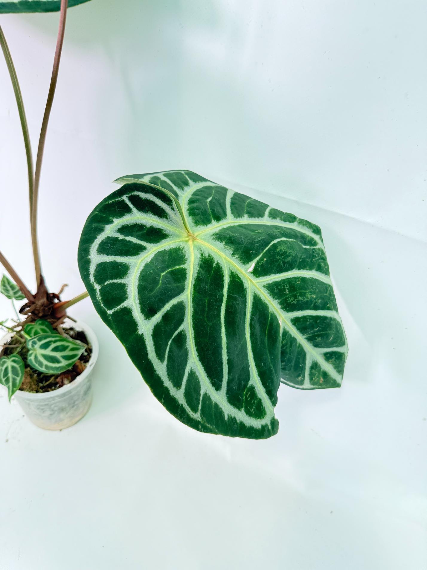 Anthurium Red Crystallinum x Silver Blush 7