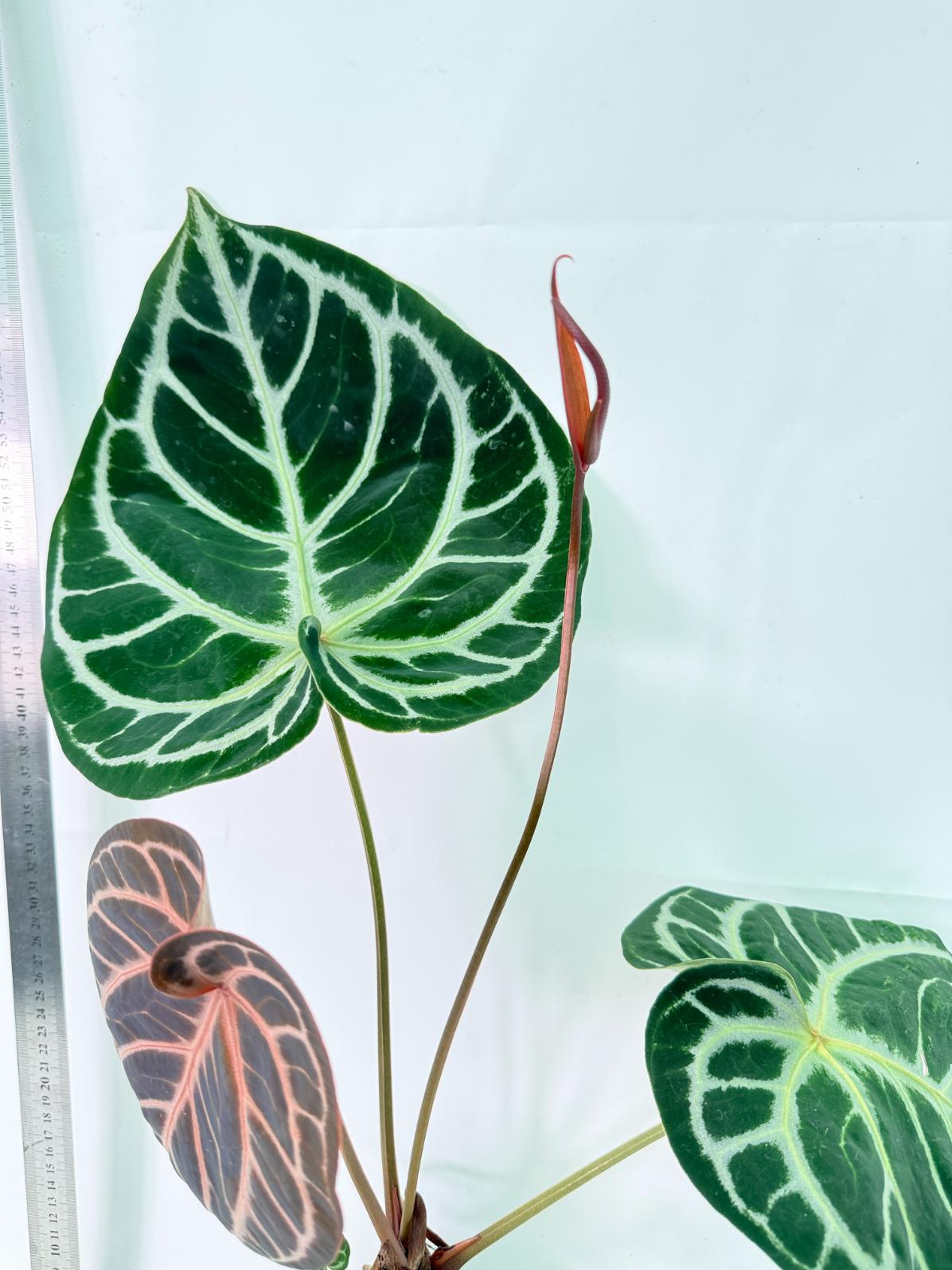 Anthurium Red Crystallinum x Silver Blush 4