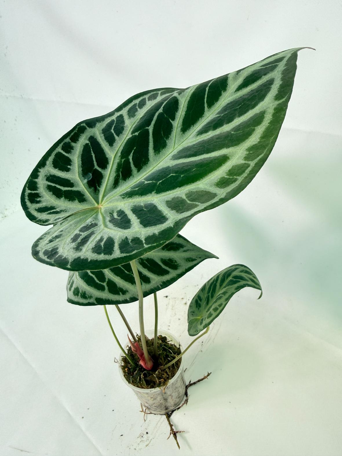 Anthurium Red Crystallinum x Silver Blush 3